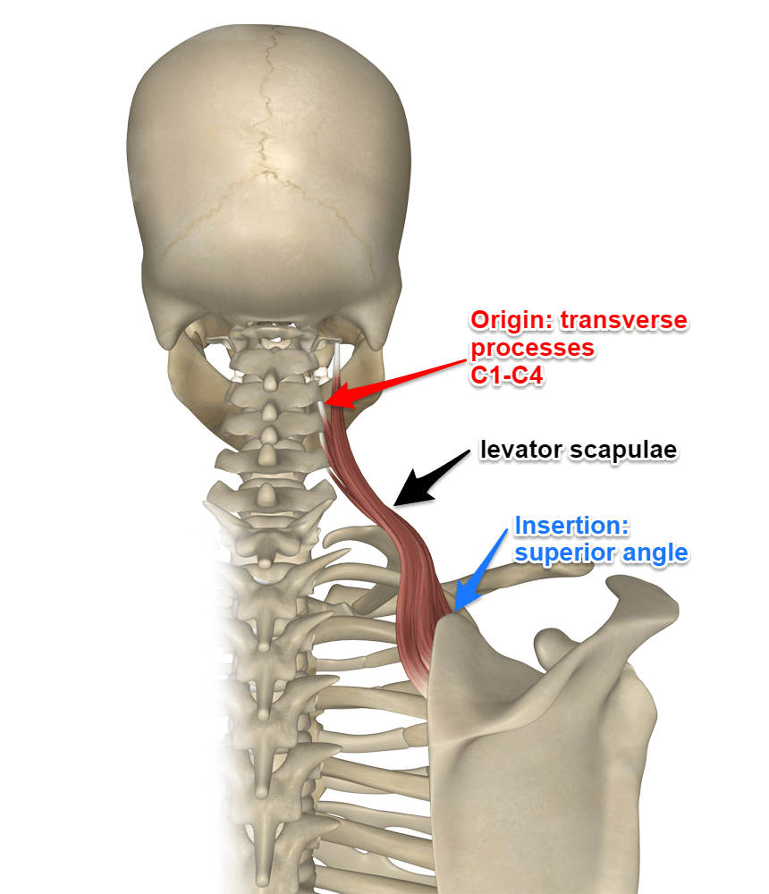 levator-scapula-muscle.png