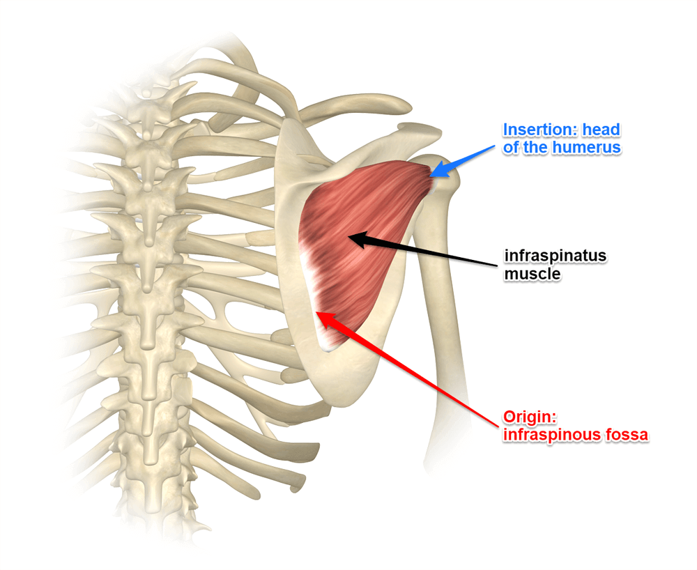 infraspinatrus-muscle.png