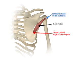 teres-minor-muscle-300x255.png