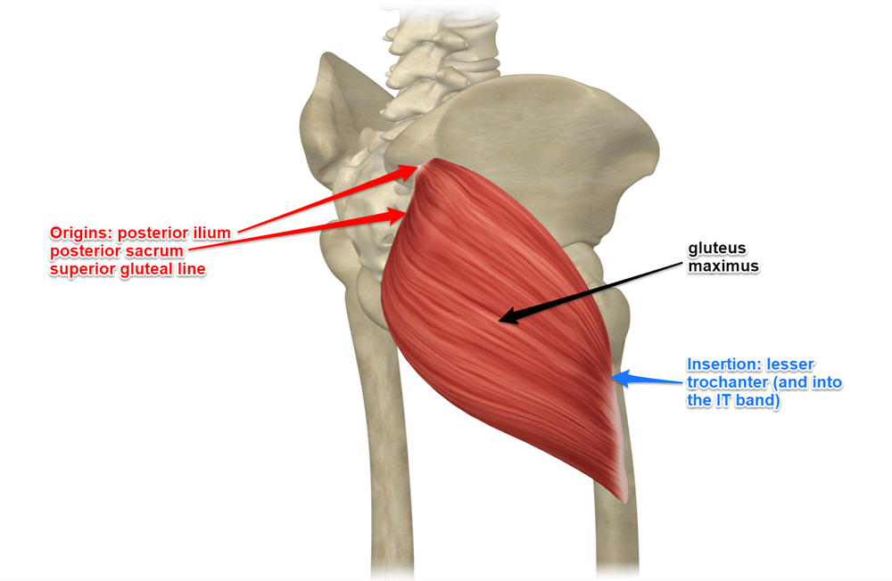 gluteus-maximus-muscle.png