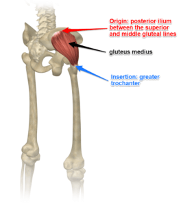 gluteus-medius-muscle-283x300.png