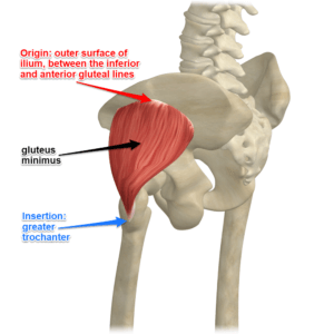 gluteus-minimus-muscle-1-300x300.png