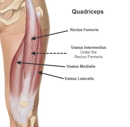 quadriceps-femoris-group-2.jpg