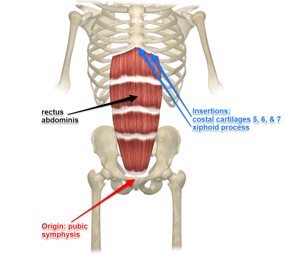 Rectus-abdominus-muscle.png