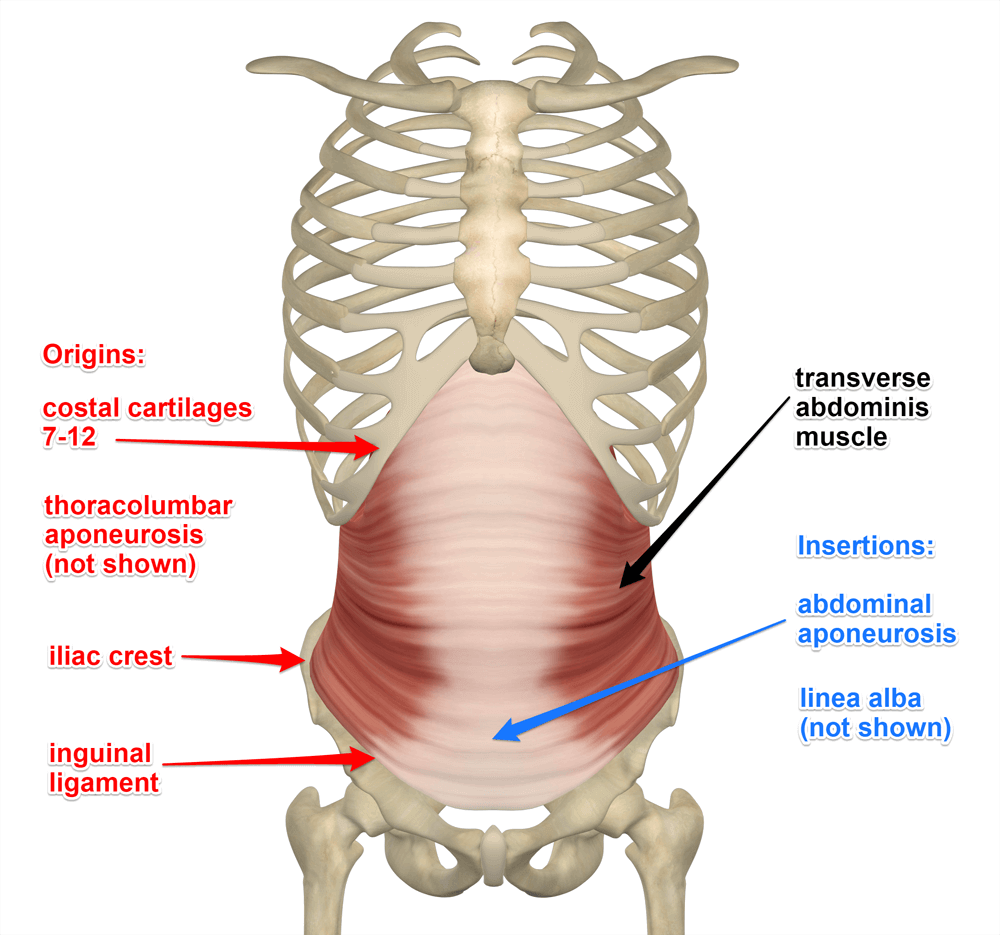 transverse-abdominis-attachments.png