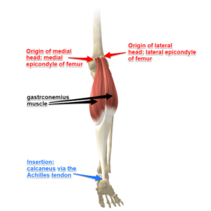 gastrocnemius-muscle-300x300.png