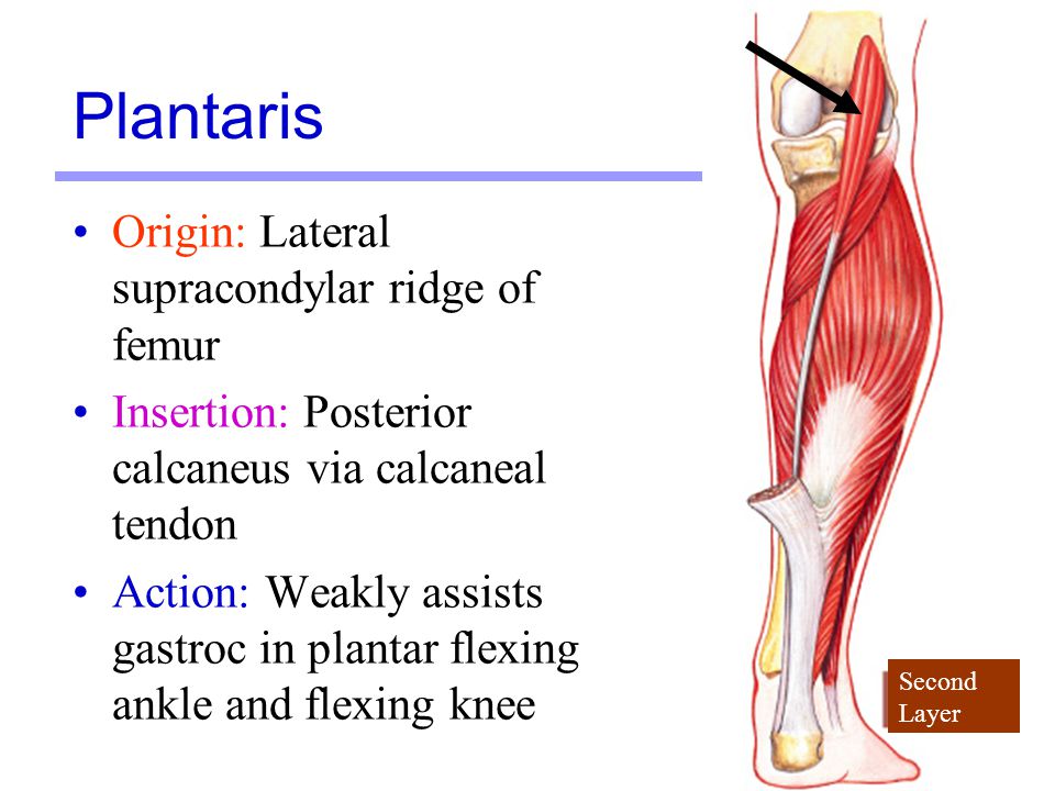 Plantaris-muscle.jpg