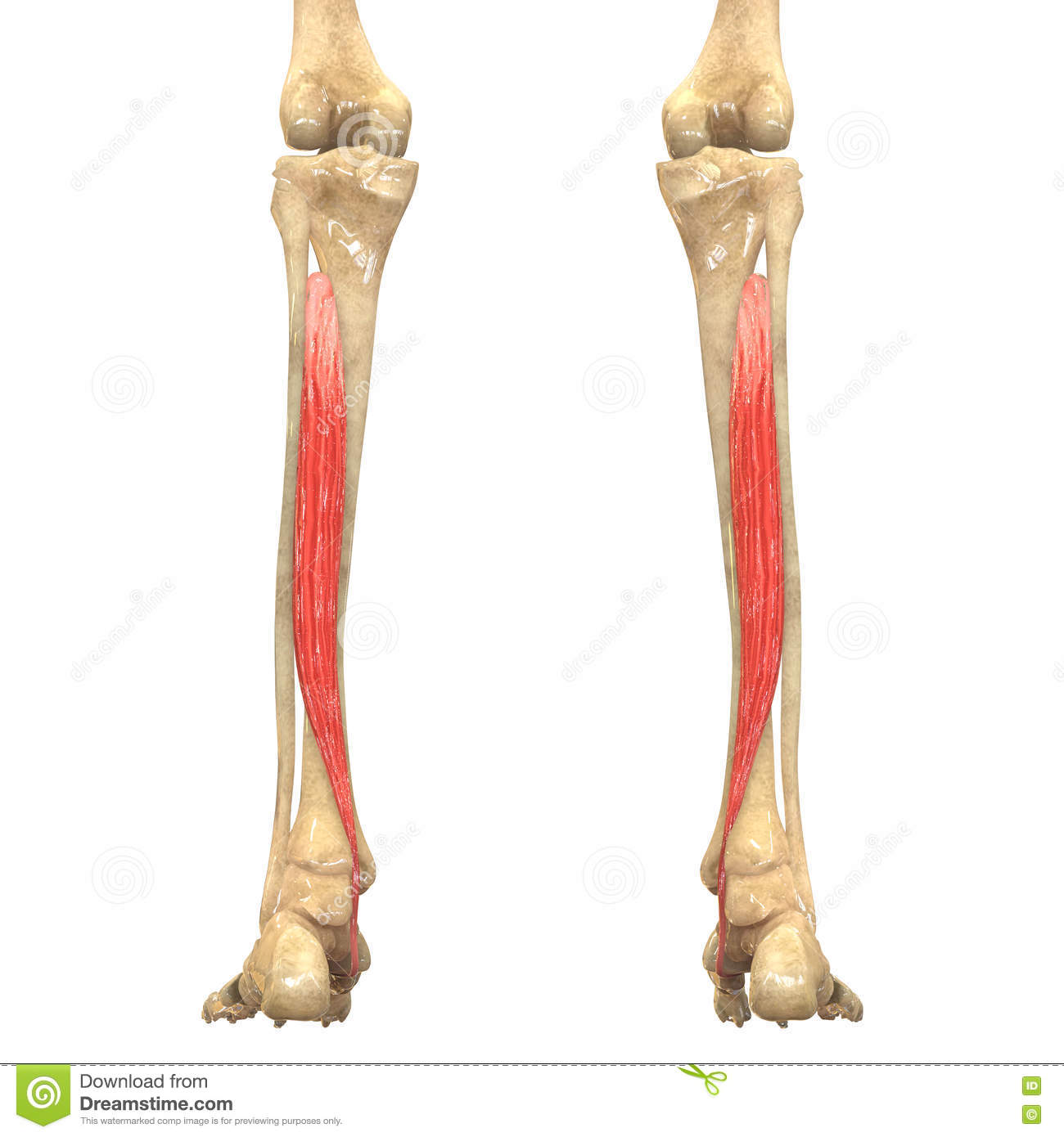 human-body-muscles-anatomy-tibialis-posterior-d-illustration-75784901.jpg