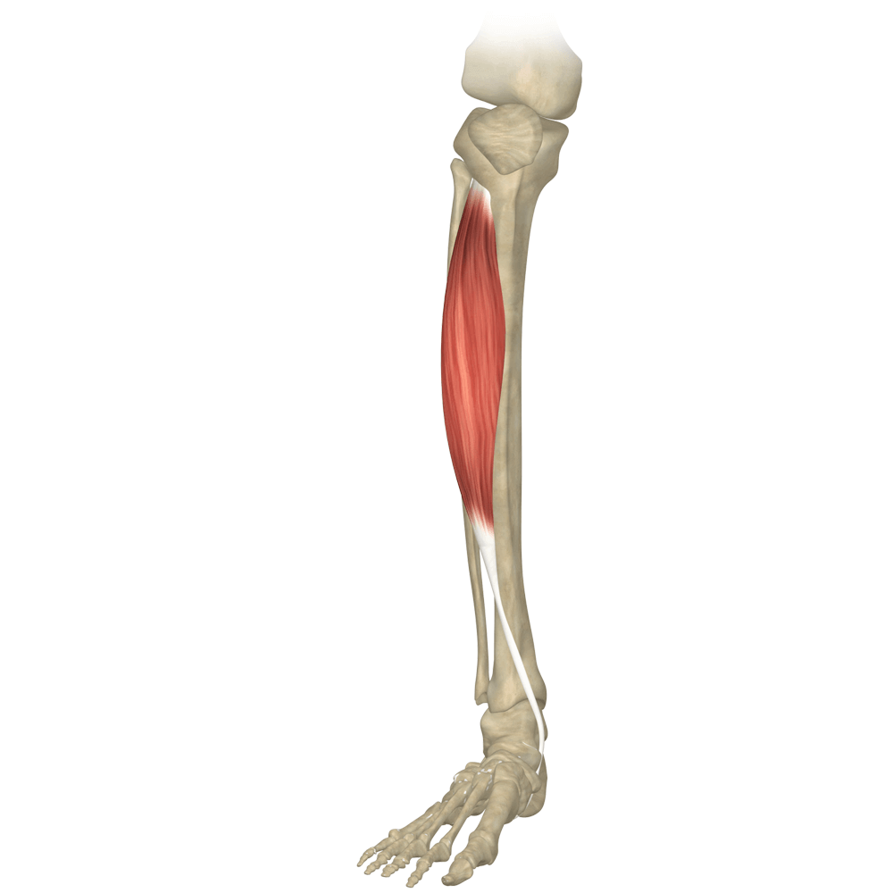 tibialis-anterior-muscle.png