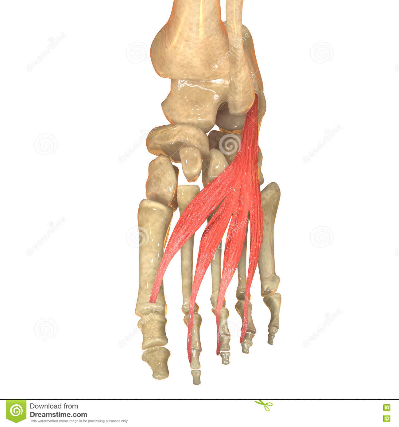 human-body-muscles-anatomy-extensor-digitorum-brevis-d-illustration-75784868.jpg