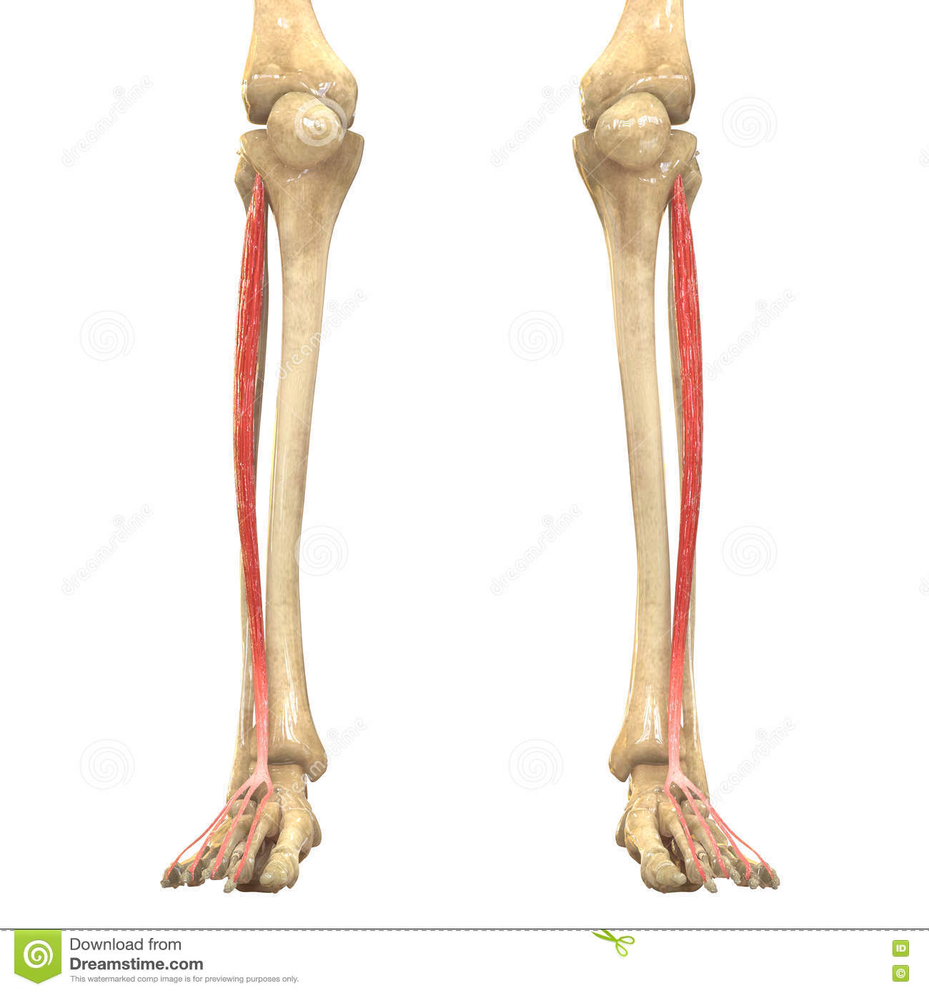 human-body-muscles-anatomy-extensor-digitorum-longus-d-illustration-75784856.jpg