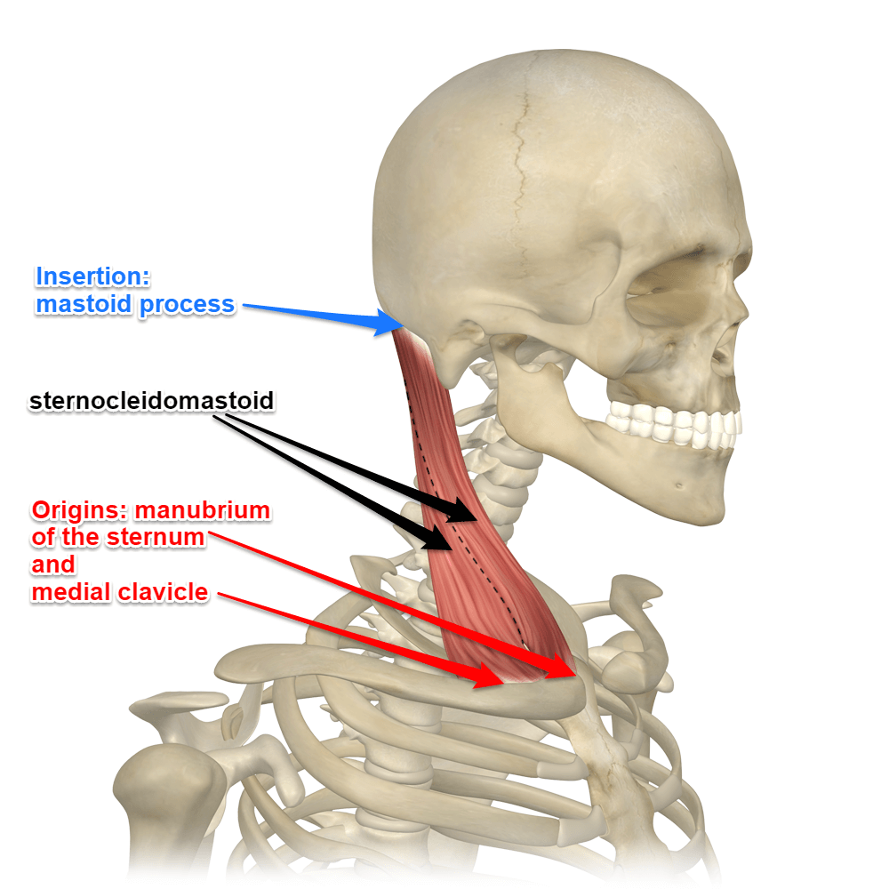 sternocleidomastoid-muscle.png